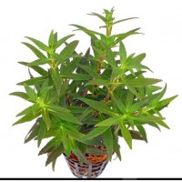 Dennerle Limnophila Aromatica Saksı 