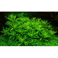 Pogestemon Helferi 1 Kök  Canlı Bitki