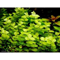 LYSIMACHIA NUMMULARIA AUREA 1 Bağ Canlı Bitki