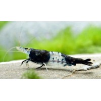 Carbon Rili Karides (5 Adet)