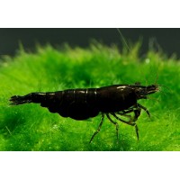 Black Sakura Karides 5 Adet