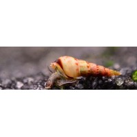 Malezya Trompet Salyangozu 5 ADET