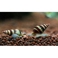 Anentome helena (Katil Salyangoz) 1 Adet