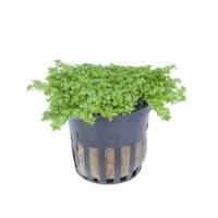 Tropica Hemianthus callitrichoides 'Cuba' Saksı -Zemin Bitkisi Canlı Bitki