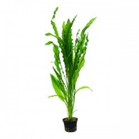 Aponogeton Crispus 1 Kök Canlı Bitki