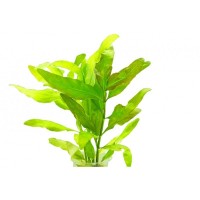 Gymnocoronis Spilanthoides 1 Bağ Kök Canlı Bitki