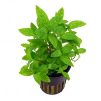 Staurogyne Repens 1 SAKSI-ZEMİN BİTKİSİ KOLAY