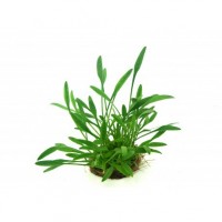 Cryptocoryne Parva  1 Bağ Bitki /Endonezya İthallatı