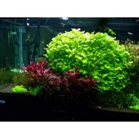 Cardamine Lyrata 1Bağ Canlı Bitki