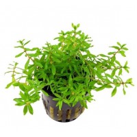 Didiplis Diandra 1BAĞ CANLI BİTKİ