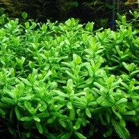 Hedyotis salzmannii 1BAĞ CANLI BİTKİ