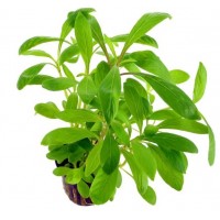 Hygrophila angustifolia 1BAĞ CANLI BİTKİ