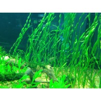 Vallisneria Contortionist (BURGULU SAZ) 1 BAĞ CANLI BİTKİ