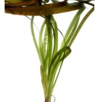Vallisneria  Gigantea (DEV SAZ) 1 KÖK - CANLI BİTKİ
