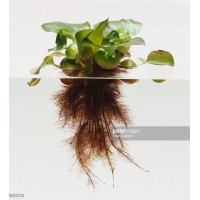 Eichhornia Crassipes 1 kök- Su Üstü Bitkisi