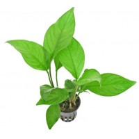 Anubias heterophylla 15-20 cm -CANLI BİTKİ