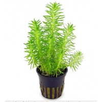 Pogestemon Erectus Saksı 