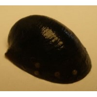 Batman Nerite snail (Yosun Canavarı) 4 Adet Özel Tür