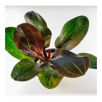 Echinodorus hadi red pearl 1 Kök - Orta Plan Bitkisi