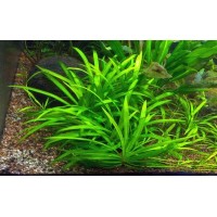 Echinodorus magdalenensis 1 Kök - Orta Plan Bitkisi