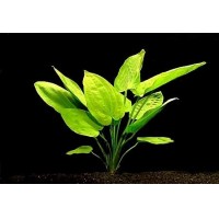 Echinodorus Horizontalis 1 Kök - Orta Plan Bitkisi