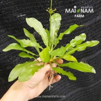 Echinodorus martii 1 Kök - Orta Plan Bitkisi