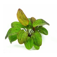 Echinodorus Ozelot green 1 Kök - Orta Plan Bitkisi