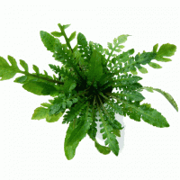 Rorippa aquatica 1 Kök - Orta Plan Bitkisi