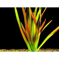 Vallisneria Rubra 1 Kök - Orta Plan Bitkisi