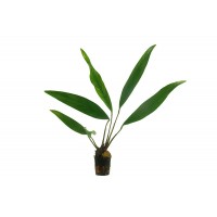 Anubias Lanceolata 20-25 cm -CANLI BİTKİ