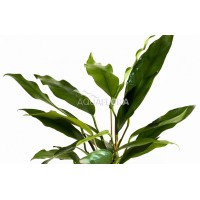 Anubias Minima 10-15  cm -CANLI BİTKİ