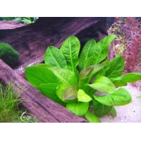 Echinodorus par. 'Tropica' 1 Kök - Orta Plan Bitkisi