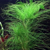 Eriocaulon Setaceum 1 Kök Nadir Tür