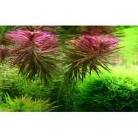 Limnophila aromaticoides 'hybrid Purple' 1 Bağ Canlı Bitki