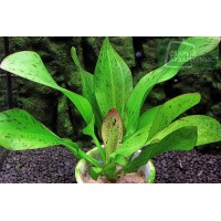 Echinodorus  Jaguar  1 Kök Canlı Bitki