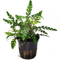 Hygrophila Pinnatifida 1 kök Canlı Bitki