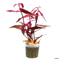 Persicaria (polygonum) sp. 'sao paulo' 1 Bağ Canlı Bitki