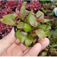 Alternanthera lilacina Saksı 