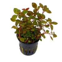 Ludwigia mini super red Saksı Canlı Bitki
