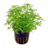 Hottonia palustris  Saksı Canlı Bitki