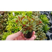 Ludwigia rubin / super red  Saksı Canlı Bitki