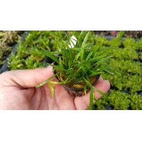 Lilaeopsis Novae Zelandiae  ZEMİN BİTKİSİ Saksı Canlı Bitki