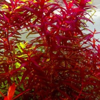 Rotala indica red  Saksı Canlı Bitki