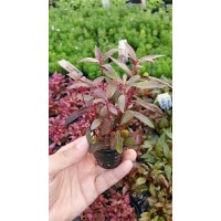 Alternanthera Sessilis Saksı Canlı Bitki