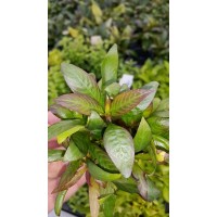 Hygrophila Siamensis Saksı Canlı Bitki