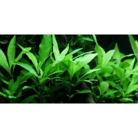 Hygrophila Siamensis 1 KÖK  Canlı Bitki