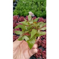 Alternanthera reineckii mini Saksı Canlı Bitki