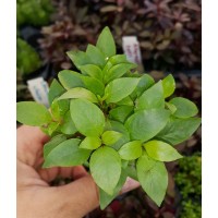 Hygrophila Corymbosa Saksı Canlı Bitki