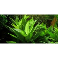 Hygrophila Corymbosa 1 KÖK  Canlı Bitki