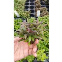 Hygrophila lacustris red Saksı Canlı Bitki